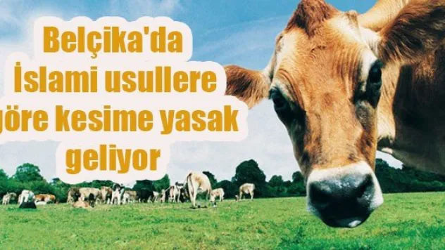 Belçika'da İslami usullere göre kesime yasak geliyor