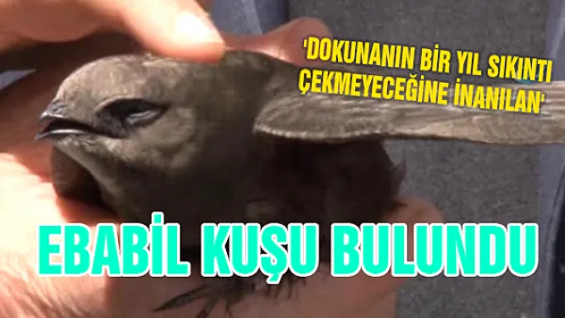 Sivas'ta 'Dokunanın Bir Yıl Sıkıntı Çekmeyeceğine İnanılan' Ebabil Kuşu Bulundu