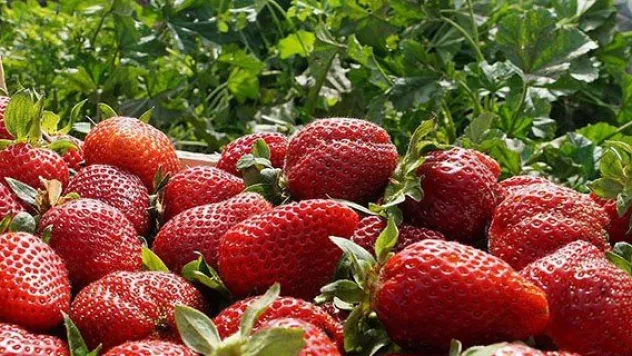 Yaş meyve ve sebze sektöründe Rusya sevinci