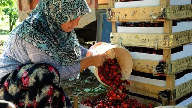 Rusya pazarı kiraz üreticisini rahatlattı