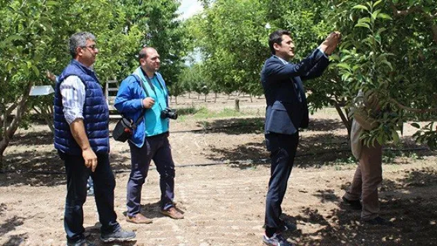 Bahçe zararlılarına karşı böcek salımı başladı