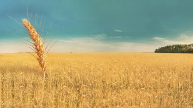 Buğdayda kuraklık ödemeleri başladı