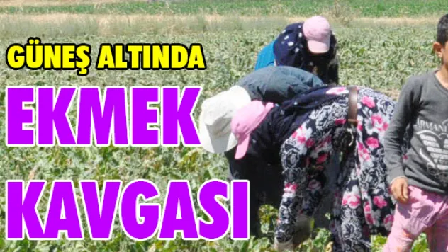 Güneş altında 'ekmek kavgası'