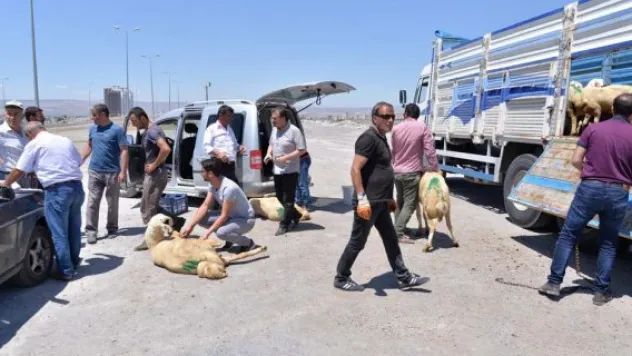 Küçükbaş hayvancılıkta kan değişimi