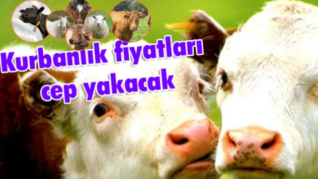 Kurbanlık fiyatları cep yakacak