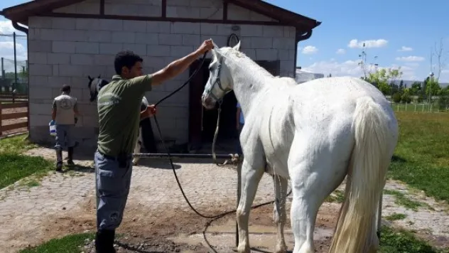 Sıcak havalarda hayvanlara özel serinletme