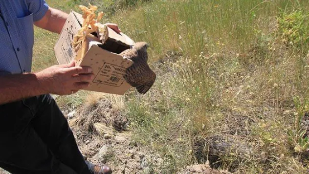 Tedavi edilen kuşlar doğaya bırakıldı