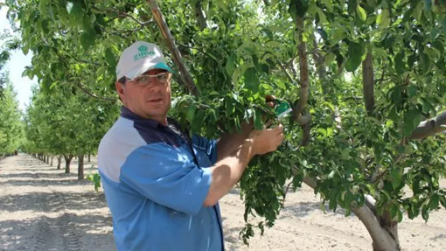 Faydalı böcekler elma ağaçlarını koruyor