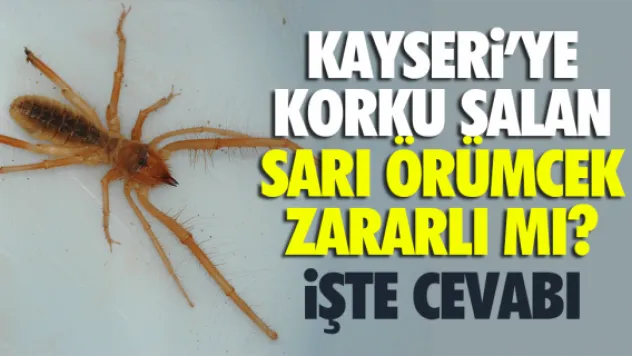 KAYSERi'YE KORKU SALAN SARI ÖRÜMCEK ZARARLI MI?
