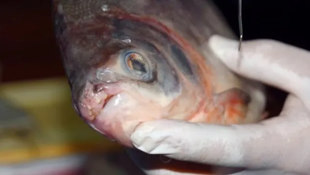 'Pirana' değil 'Pacu' çıktı