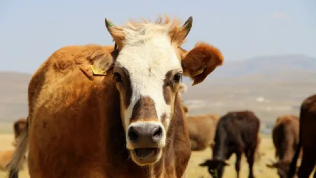 Çiftçiye hibe ile düve alımı desteği 