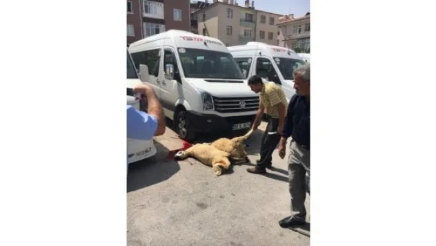 Okul servis şoförleri için kurban!