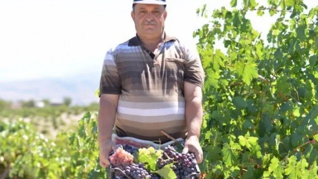 Sofralık üzüm hasadı başladı