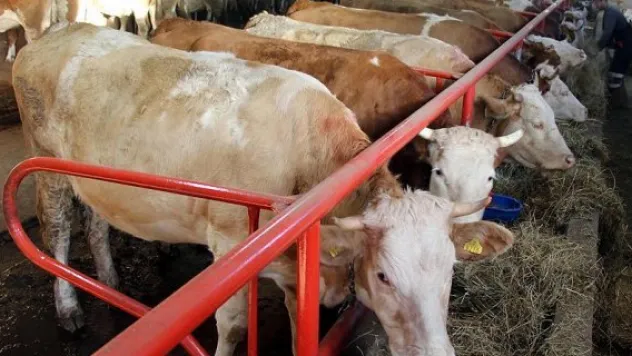 Düve alım desteği yetiştiriciyi sevindirdi