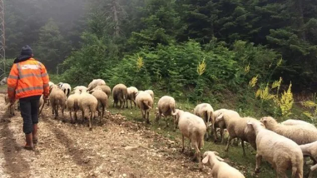 Orman köylülerine 14,5 milyar lira ilave gelir