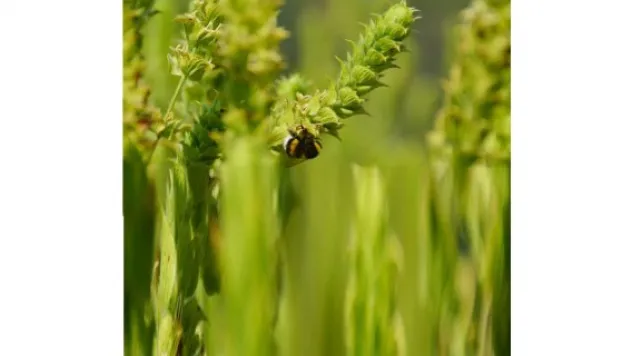 Şifalı bitkiler ülke ekonomisine de ilaç oldu