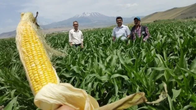 Silajlık mısır üretimi çiftçiyi memnun etti