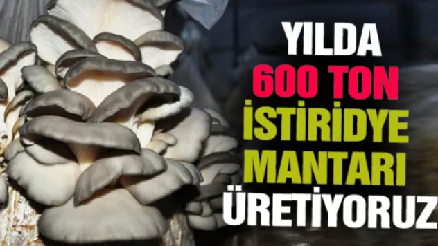 Yılda 600 ton istiridye mantarı üretiliyor