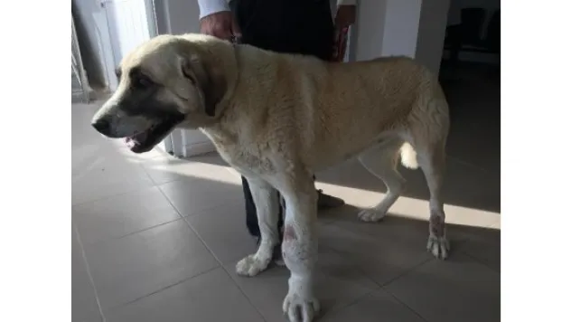 Ayağı tümörlü köpek sağlığına kavuştu