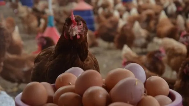 Tavuk eti ve yumurtada rekor üretim