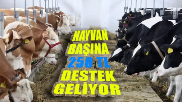 Hayvan başına 250 TL destek geliyor