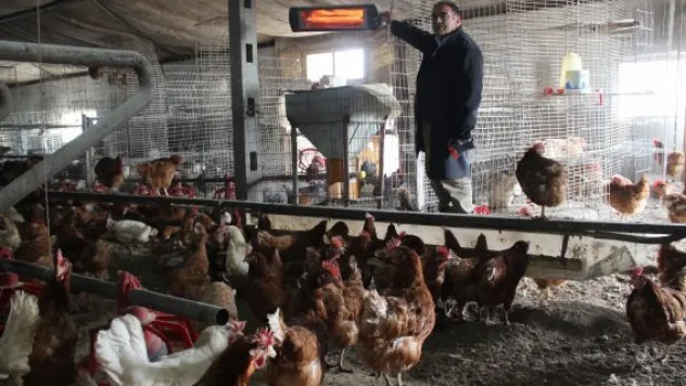 Soğuktan verimi düşen tavukları elektrikli ısıtıcıyla ısıtıyor
