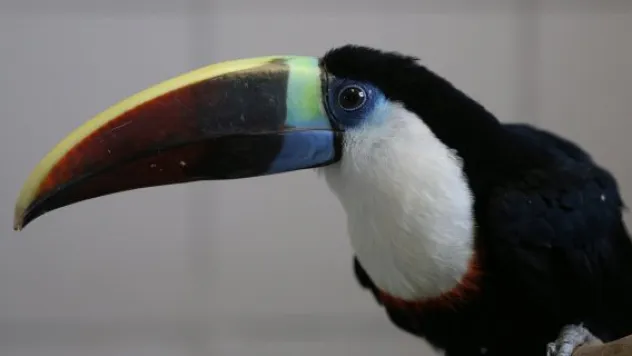 Tukan kuşu' Kayseri'ye alışıyor