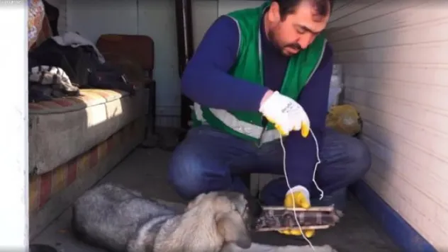 Yaralı köpeğe Bünyan Belediyesi sahip çıktı