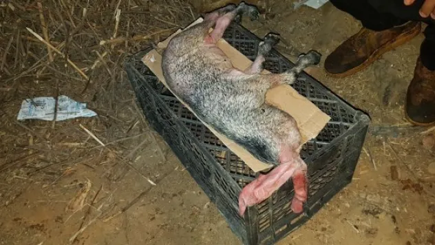 Başsız doğan oğlak 15 dakika yaşayabildi