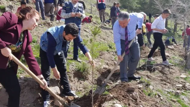 Develi'de fidan dikimi