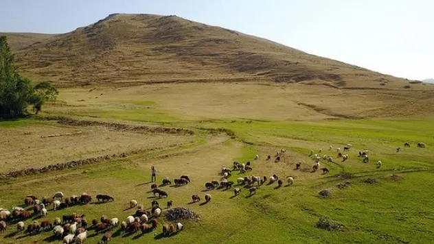 Yayla yasağının kaldırılması et fiyatlarını düşürecek