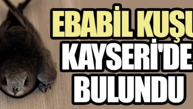 KAYSERİ'DE EBABİL KUŞU BULUNDU
