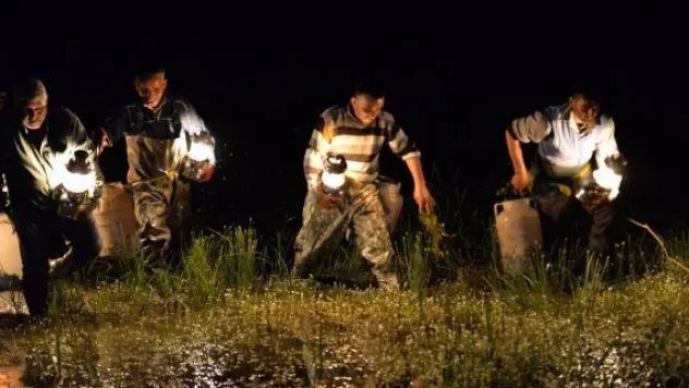 5 ayda 26 bin 300 kilo kurbağa yakalandı