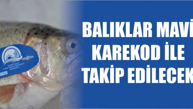 Balıklar mavi karekod ile takip edilecek