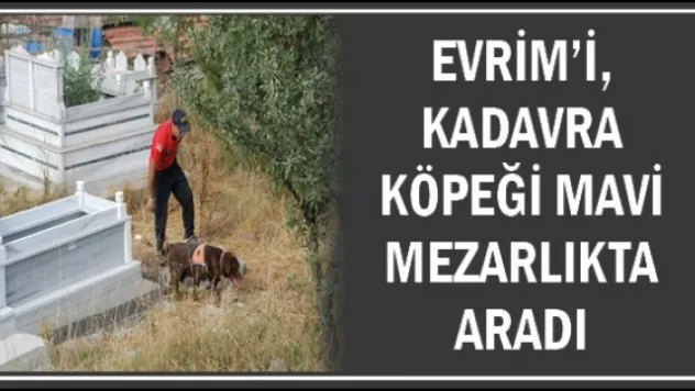 Evrim'i, kadavra köpeği Mavi mezarlıkta aradı