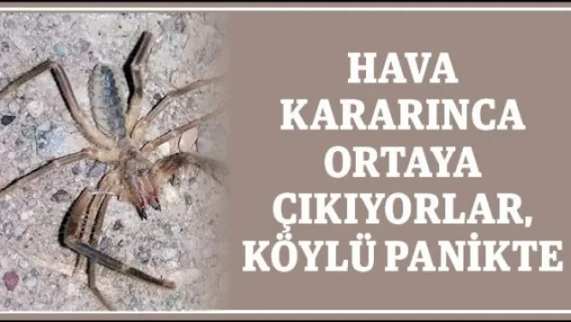 Hava kararınca ortaya çıkıyorlar, köylü panikte