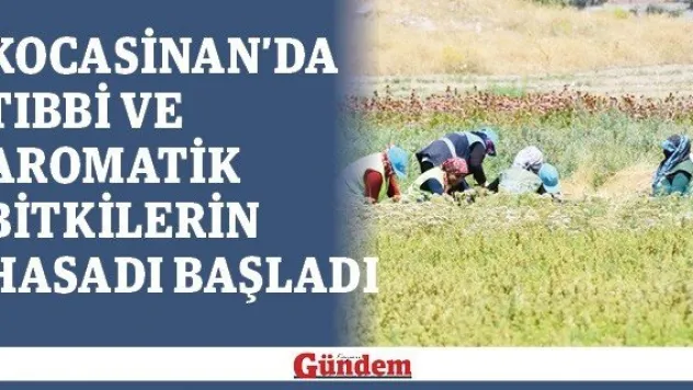 Kocasinan'da tıbbi ve aromatik bitkilerin hasadı başladı