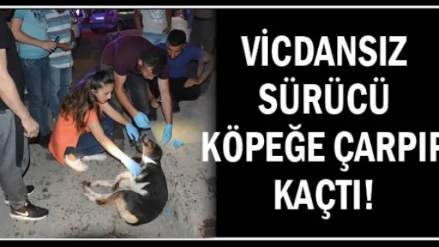 Vicdansız sürücü köpeğe çarpıp kaçtı!