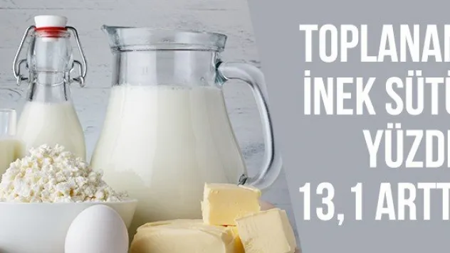 Toplanan inek sütü yüzde 13,1 arttı