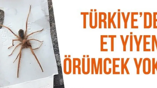 Türkiye'de et yiyen örümcek yok