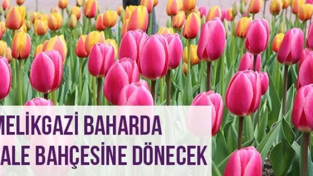 Melikgazi Baharda Lale Bahçesine Dönecek