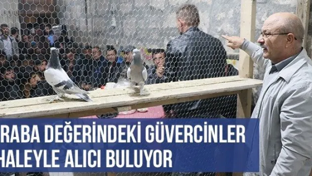 Araba Değerindeki Güvercinler İhaleyle Alıcı Buluyor