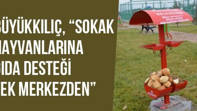 Büyükkılıç, 'Sokak Hayvanlarına Gıda Desteği Tek Merkezden'