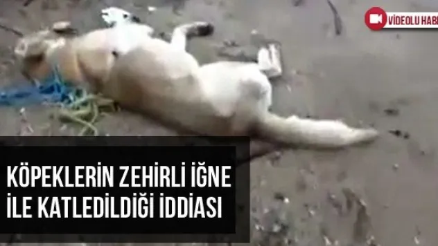 Köpeklerin Zehirli İğne İle Katledildiği İddiası