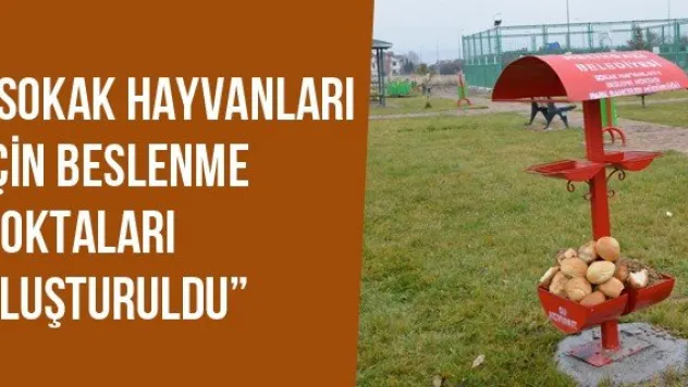 'Sokak Hayvanları İçin Beslenme Noktaları Oluşturuldu'
