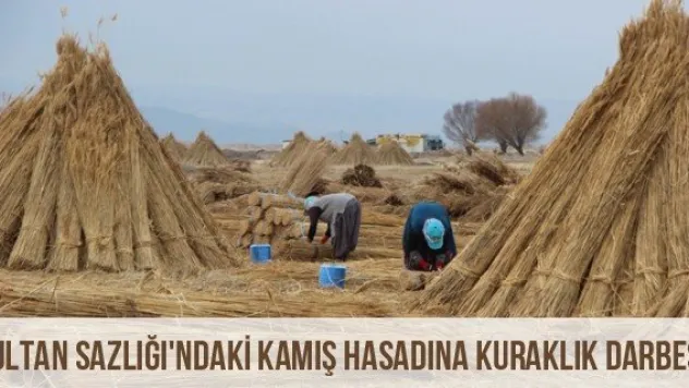 Sultan Sazlığı'ndaki Kamış Hasadına Kuraklık Darbesi