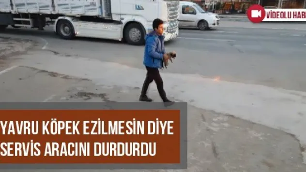 Yavru Köpek Ezilmesin Diye Servis Aracını Durdurdu