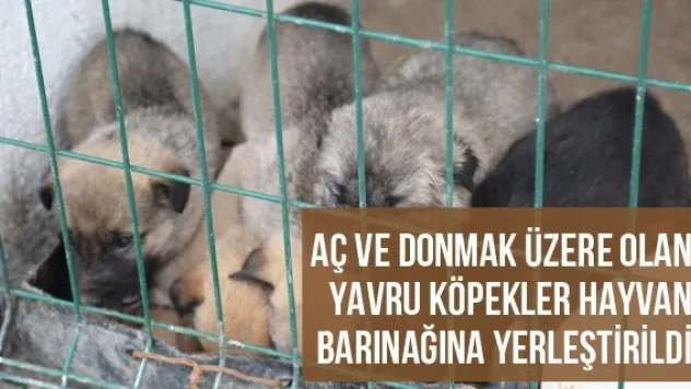 Aç Ve Donmak Üzere Olan Yavru Köpekler Hayvan Barınağına Yerleştirildi