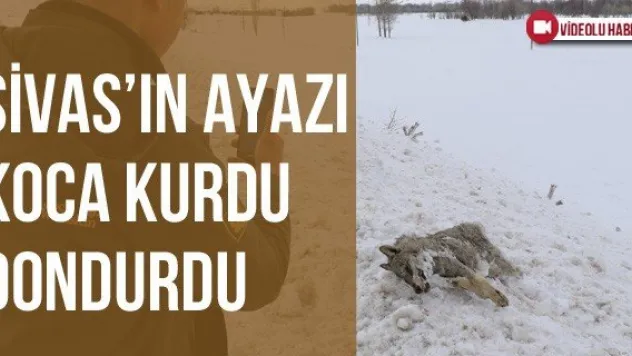 Sivas'ın Ayazı Koca Kurdu Dondurdu