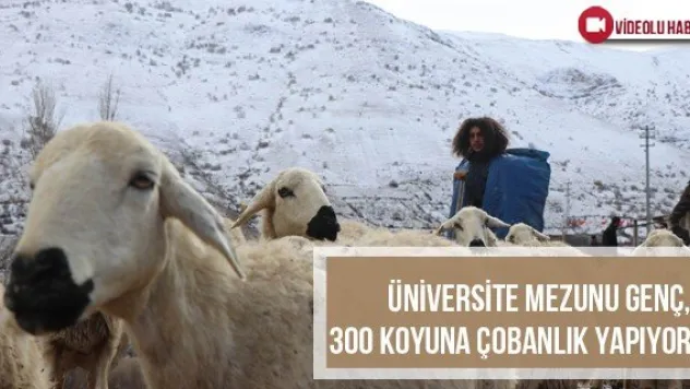 Üniversite Mezunu Genç, 300 Koyuna Çobanlık Yapıyor